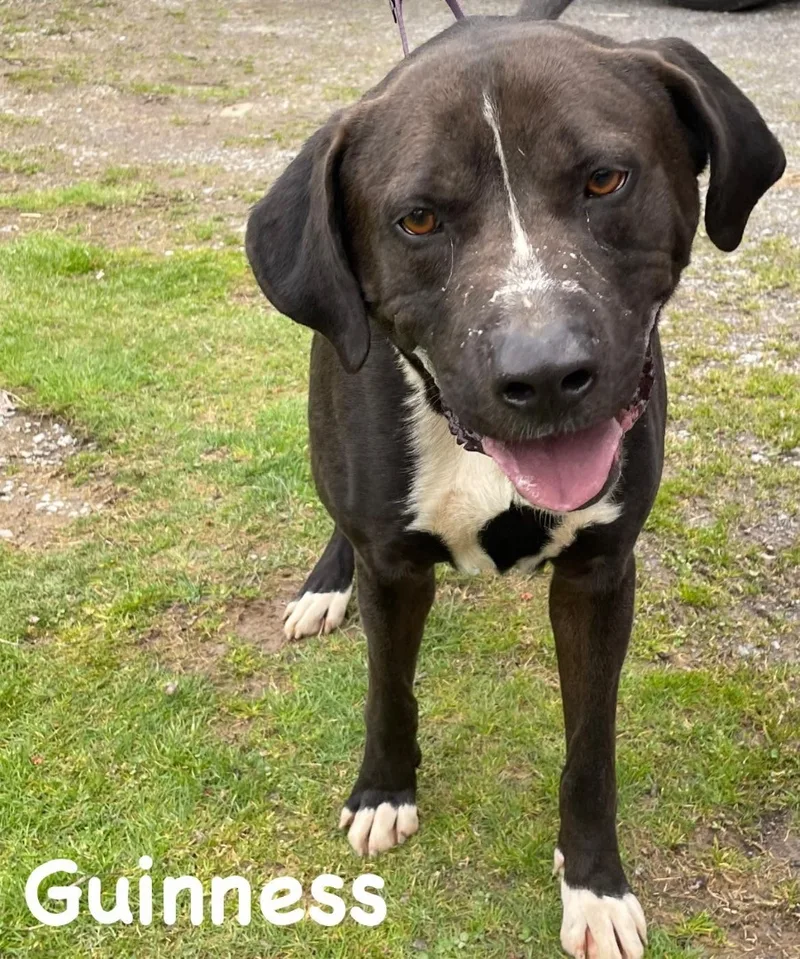 Guinness thumbnail 2