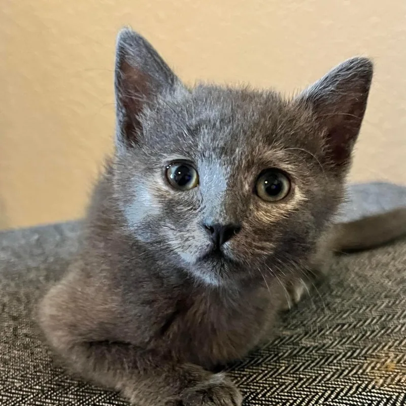 An adult small-sized female Tortoiseshell Domestic Short Hair cat named Mango for adoption in Hemet, CA