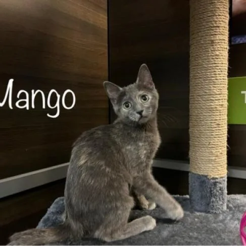 Mango thumbnail 2