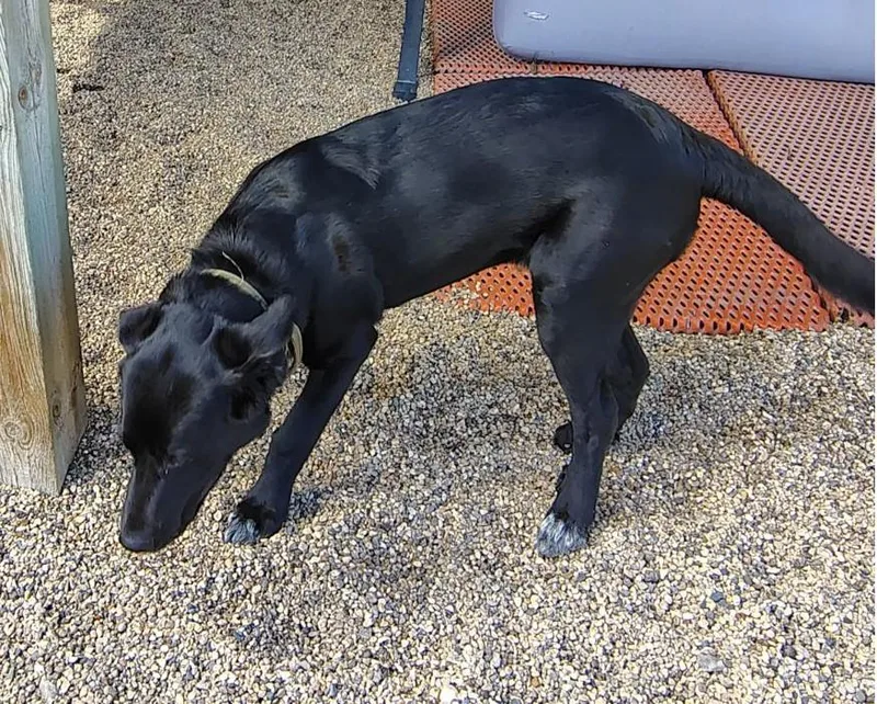 A young large-sized male Black Labrador Retriever dog named Walter for adoption in Wahpeton, ND