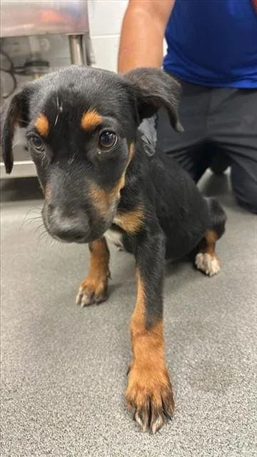 A baby small-sized male Labrador Retriever dog named Mr. Jaws for adoption in Corpus Christi, TX