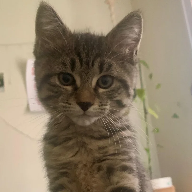 A baby small-sized female Brown / Chocolate Domestic Short Hair cat named Clippy C for adoption in Minnetonka, MN