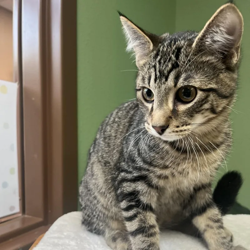 A baby medium-sized male Brown / Chocolate Domestic Short Hair cat named Bean for adoption in Idaho Falls, ID