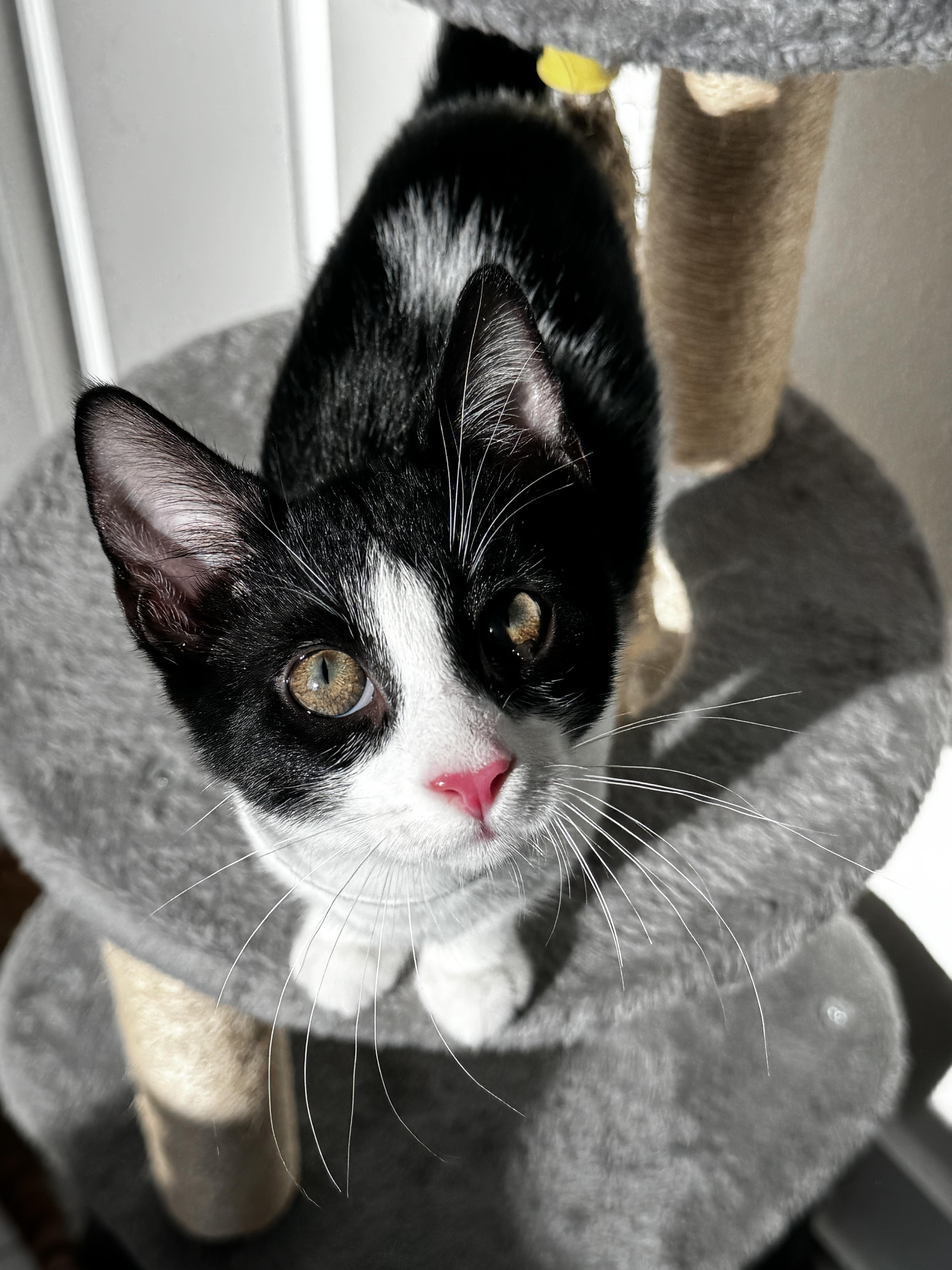 A baby small-sized male Domestic Short Hair cat named Elrond for adoption in St Petersburg, FL