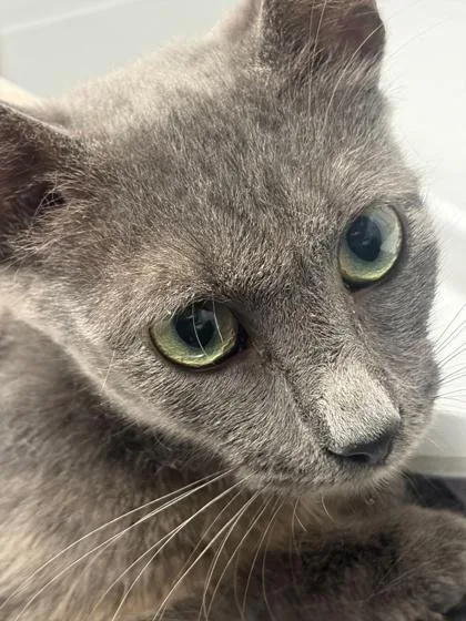 An adult small-sized female Domestic Short Hair cat named Sydney for adoption in West Chester, PA