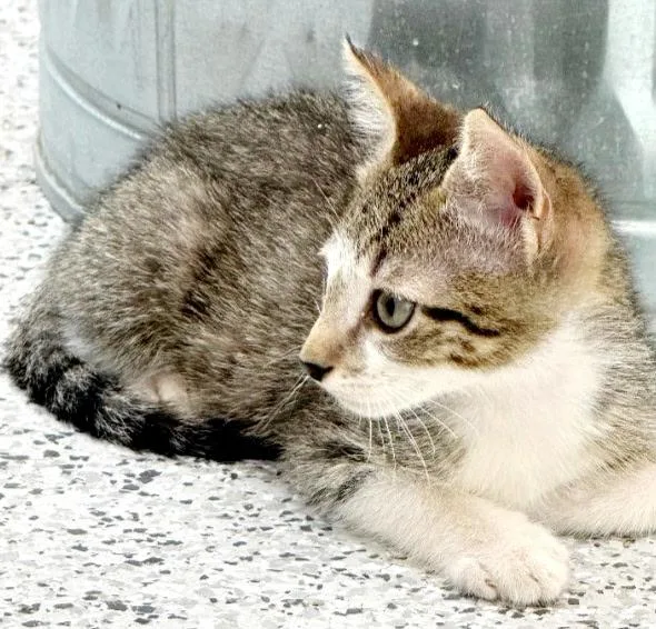 Beau