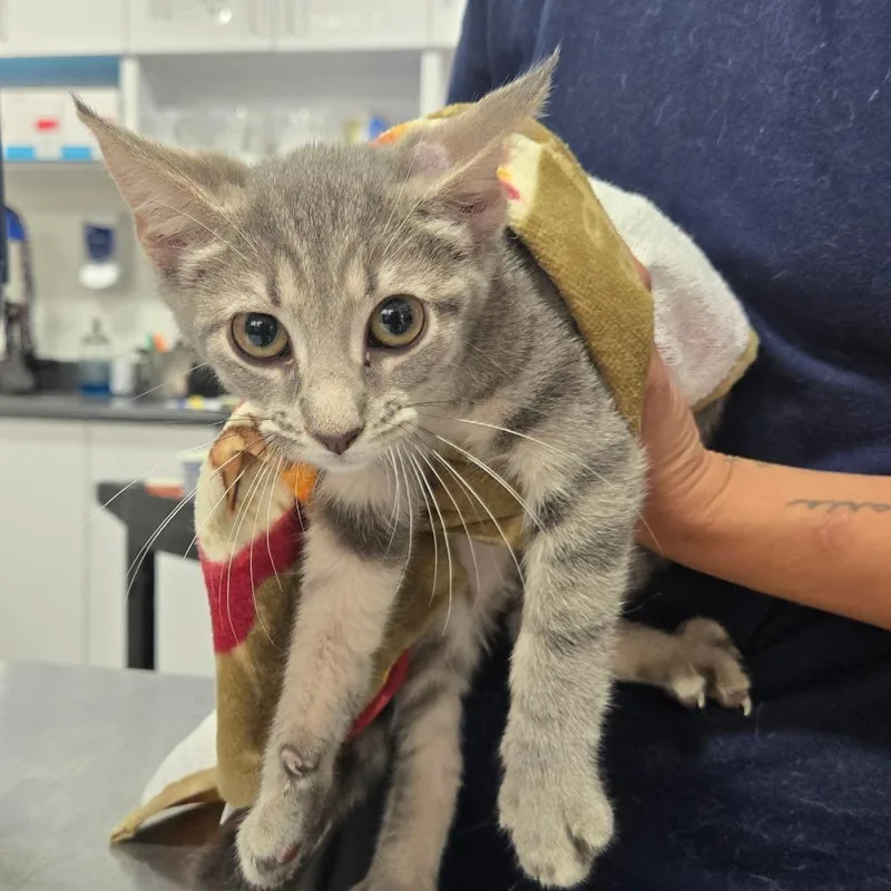 A baby small-sized female Gray / Blue / Silver Domestic Short Hair cat named Peanuts for adoption in Newark, NJ