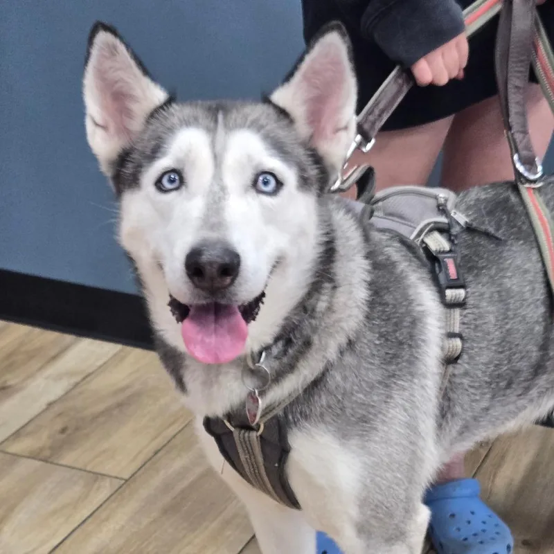 A senior large-sized female Siberian Husky dog named Electra for adoption in Newark, NJ