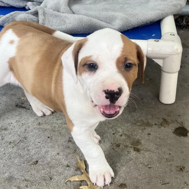 A baby small-sized male White / Cream Mixed Breed dog named Gargamel for adoption in East Hanover, NJ