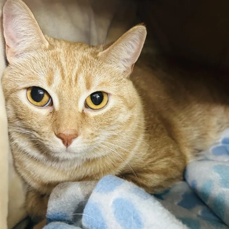 An adult large-sized male Orange / Red Domestic Medium Hair cat named Gingerbread Man for adoption in East Smithfield , PA