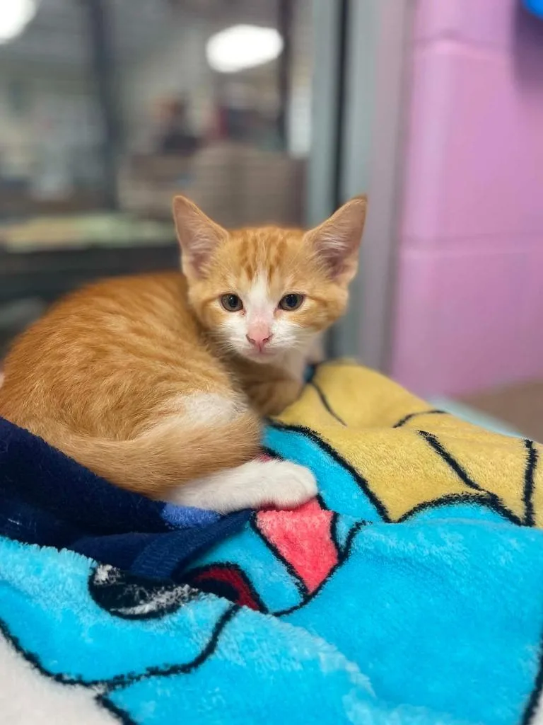 A baby medium-sized male Domestic Short Hair cat named McGee for adoption in Hamilton, OH