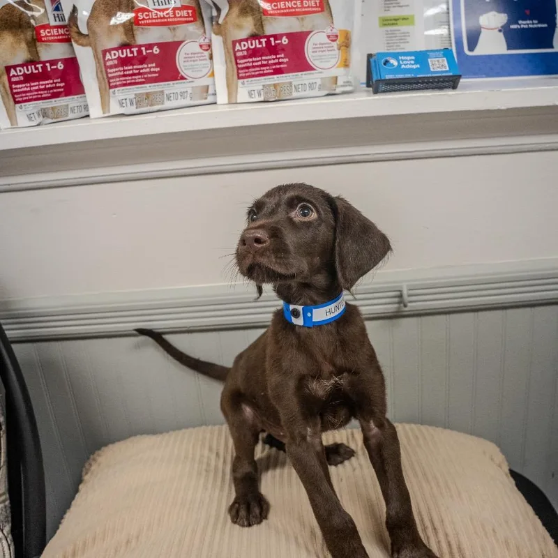 A baby large-sized male Brown / Chocolate Chocolate Labrador Retriever dog named Hunter for adoption in Pawling, NY
