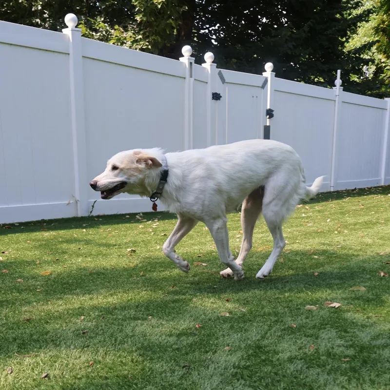 An adult large-sized female White / Cream Mixed Breed dog named Lorelai for adoption in Saint Charles, MO