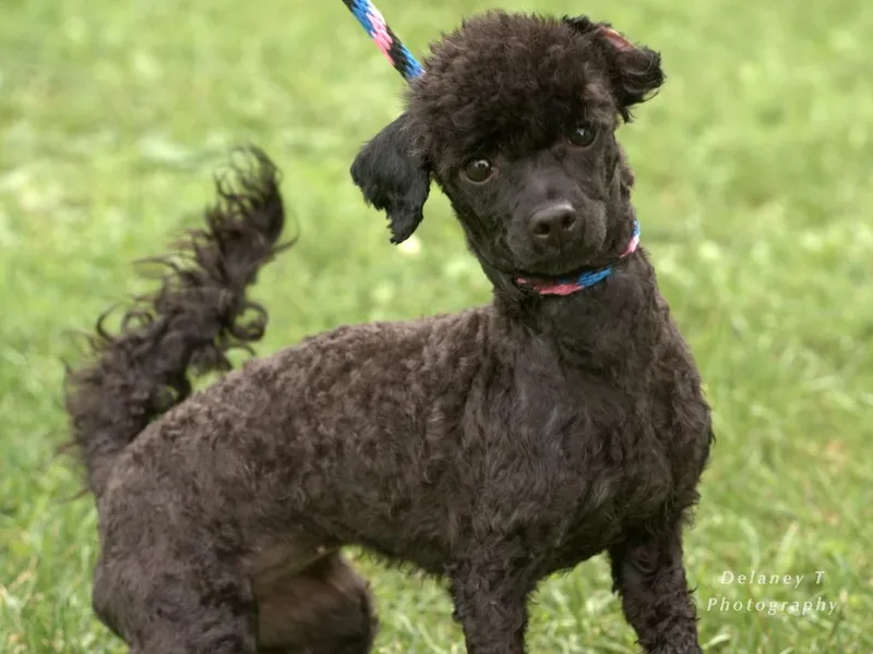 A young small-sized female Poodle dog named Emmy for adoption in Shorewood, IL