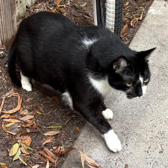 An adult extra large-sized male Domestic Short Hair cat named Snax for adoption in Jupiter, FL