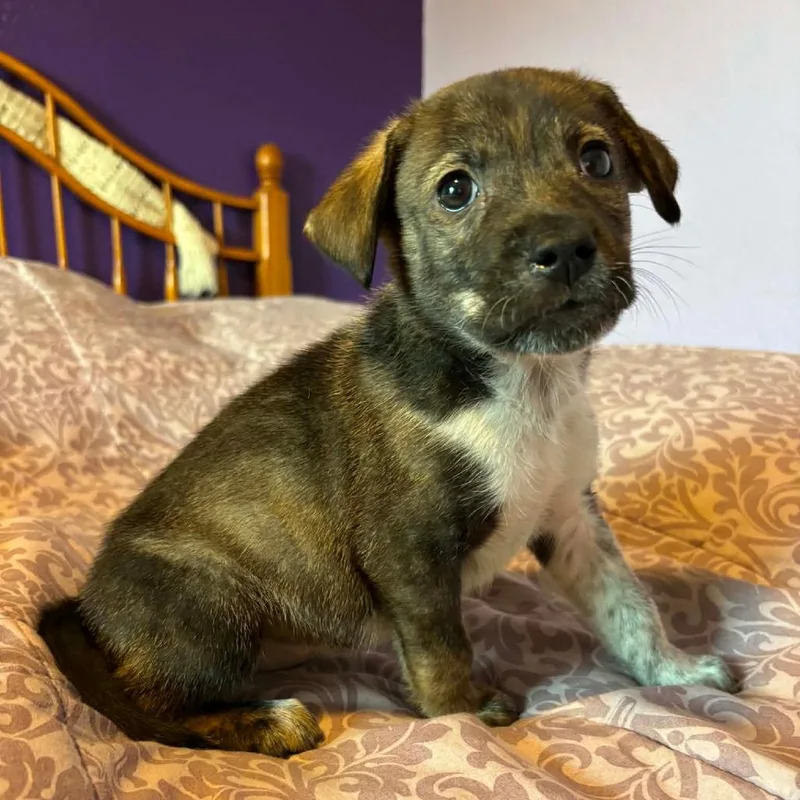 A baby medium-sized male Bicolor Husky dog named Bryce RW for adoption in Austin, TX