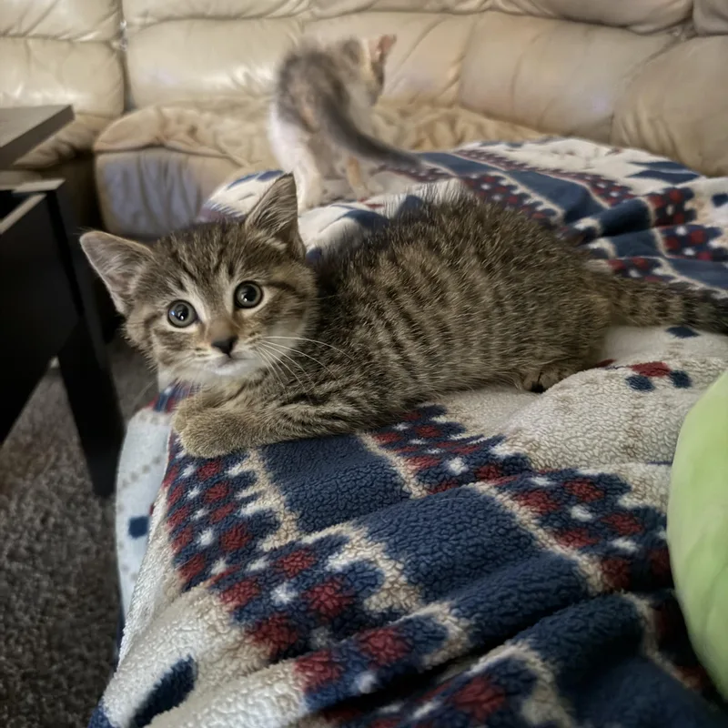 Posie