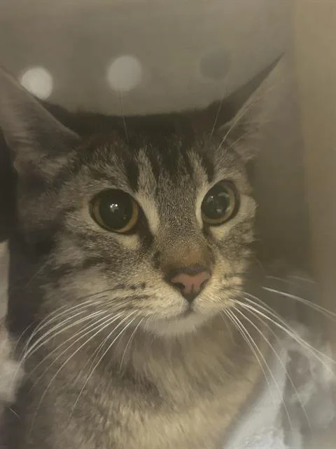 A young medium-sized female Domestic Short Hair cat named Elephant for adoption in Kent, WA