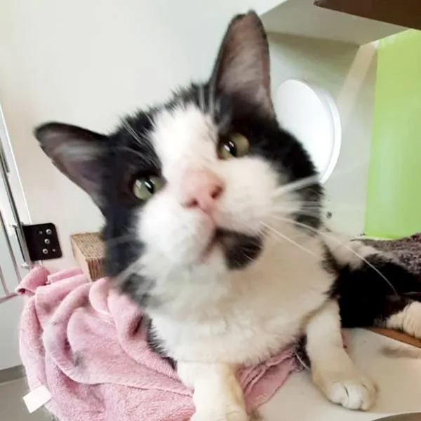 An adult small-sized male Domestic Short Hair cat named Frank for adoption in Des Moines, IA