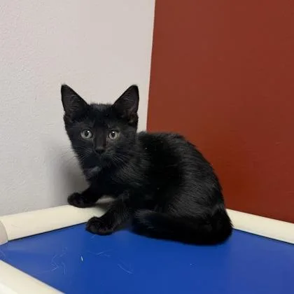 A baby small-sized female Domestic Short Hair cat named Miranda for adoption in Janesville, WI