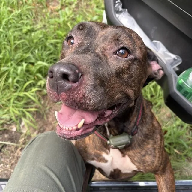 Nala