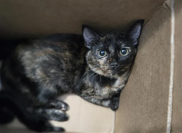 A baby medium-sized female Domestic Short Hair cat named Gwen for adoption in Dallas, TX