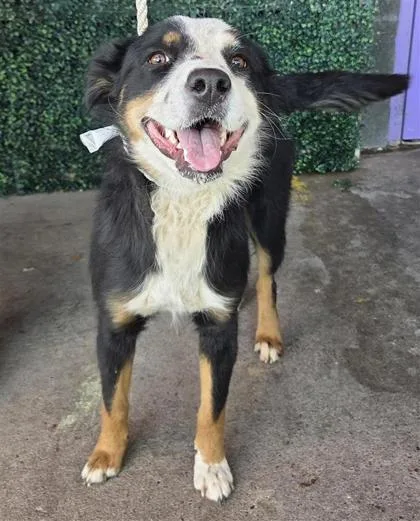 Joan Of Bark thumbnail 2