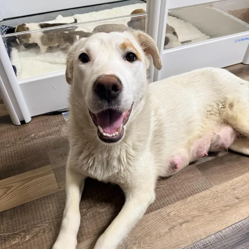 A young large-sized female White / Cream German Shepherd Dog dog named Cricket D for adoption in Princeton, MN
