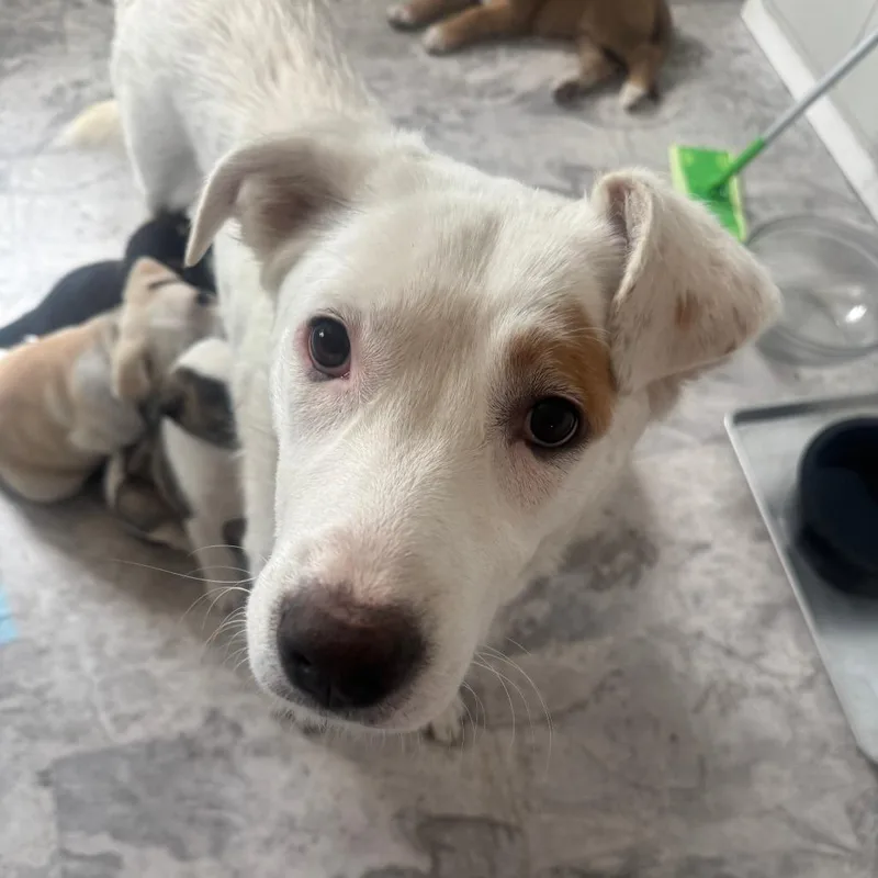 Cricket D thumbnail 2