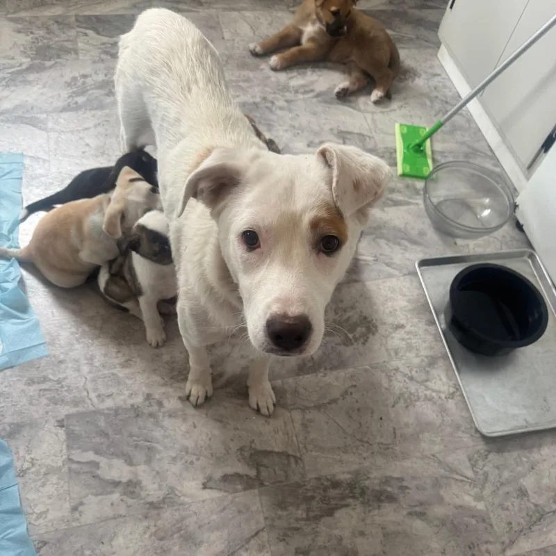 Cricket D thumbnail 3