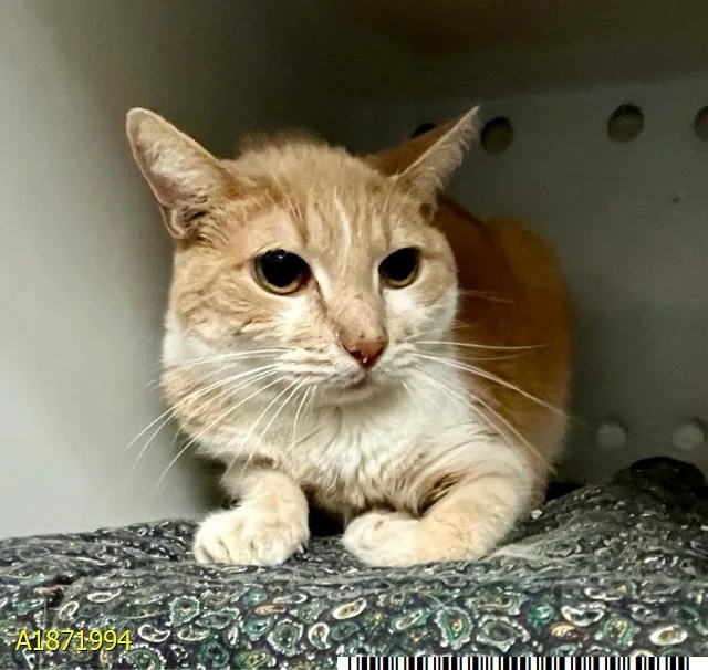 An adult small-sized female Domestic Short Hair cat named Angel for adoption in West Palm Beach, FL