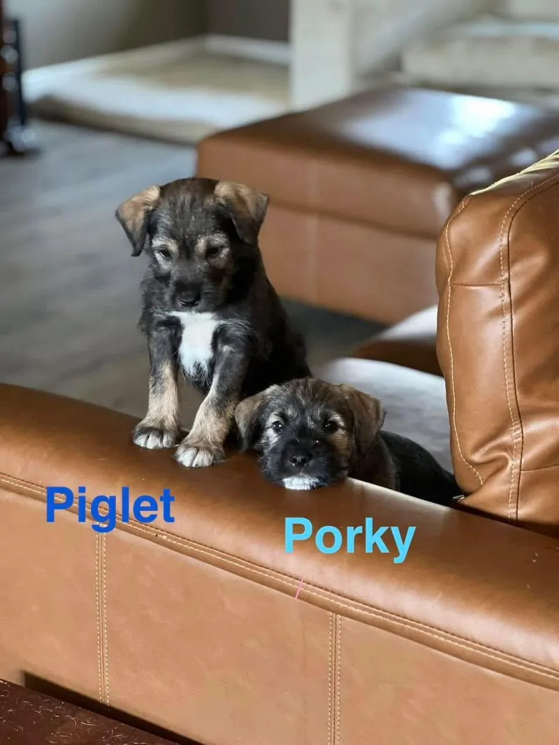 Porky