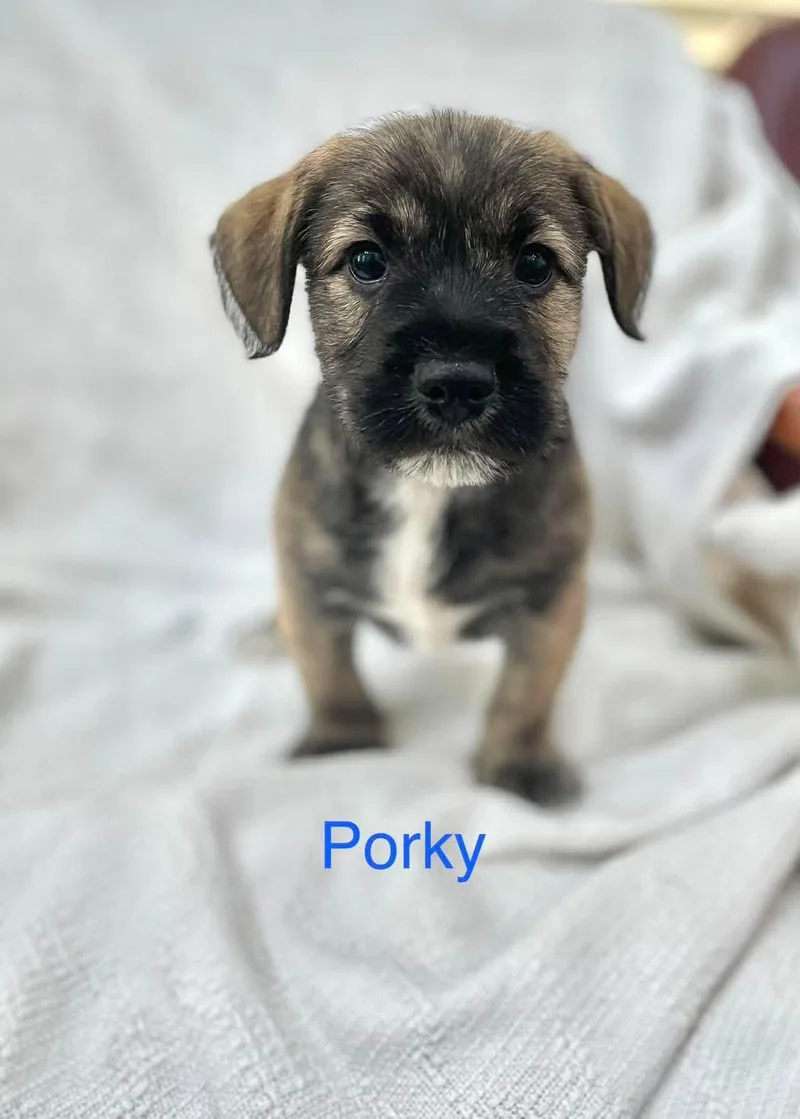 Porky thumbnail 2