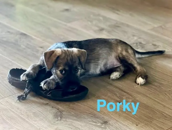 Porky thumbnail 3