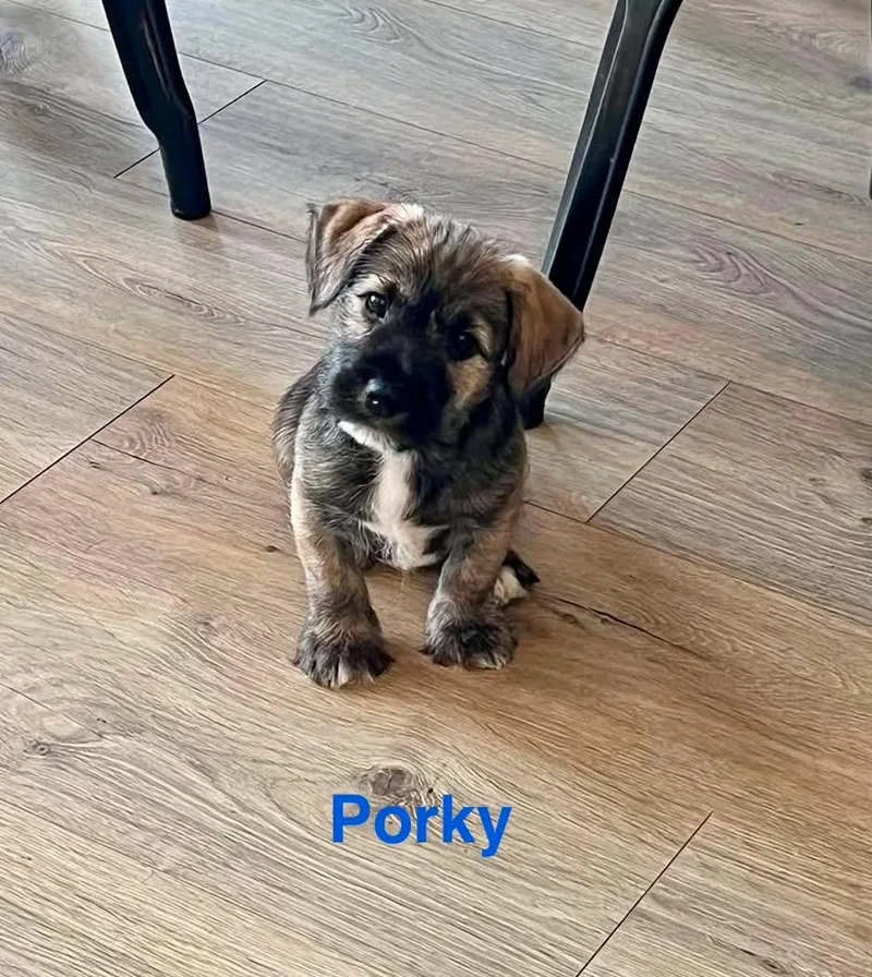 Porky thumbnail 5