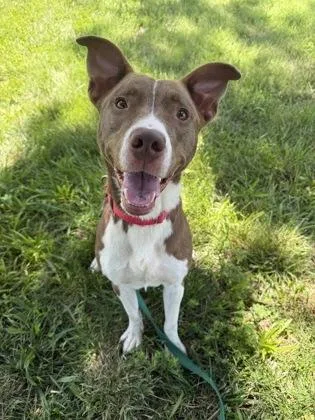 An adult large-sized male Brown / Chocolate Mixed Breed dog named Chase for adoption in Kansas City, MO