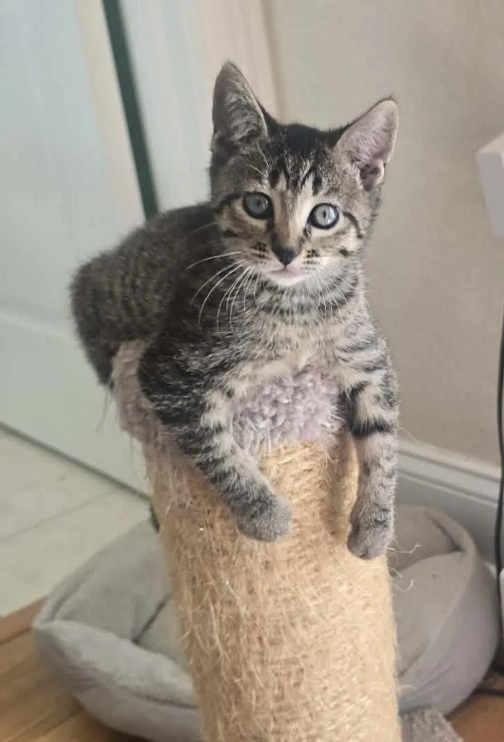 A baby medium-sized female Tabby (Brown / Chocolate) Domestic Short Hair cat named Penelope for adoption in Tierra Verde, FL