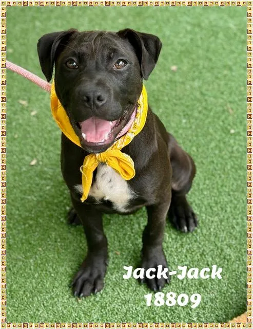 A baby medium-sized male Black American Bully dog named Jackjack See Also Jake for adoption in Marietta, GA