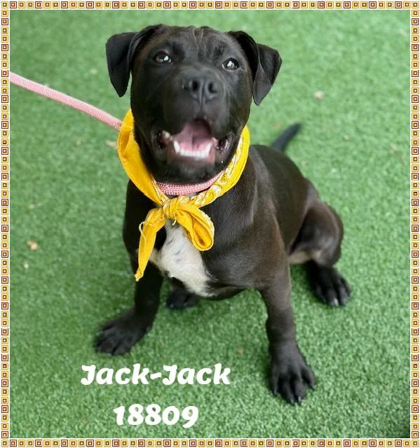 Jackjack See Also Jake thumbnail 2
