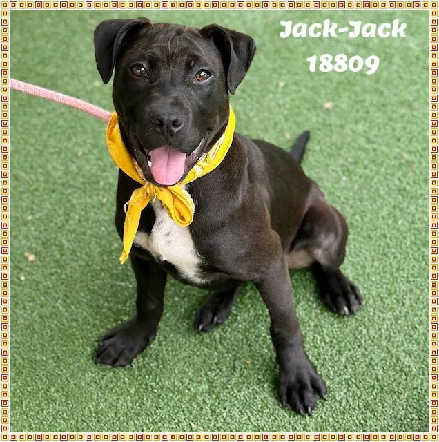 Jackjack See Also Jake thumbnail 5
