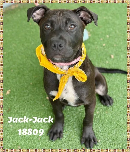 Jackjack See Also Jake thumbnail 6