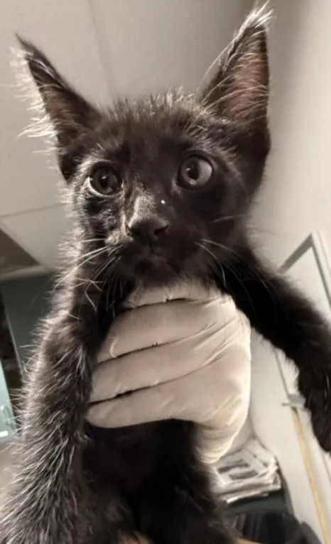 A baby small-sized female American Shorthair cat named Dandy for adoption in Chatsworth, CA