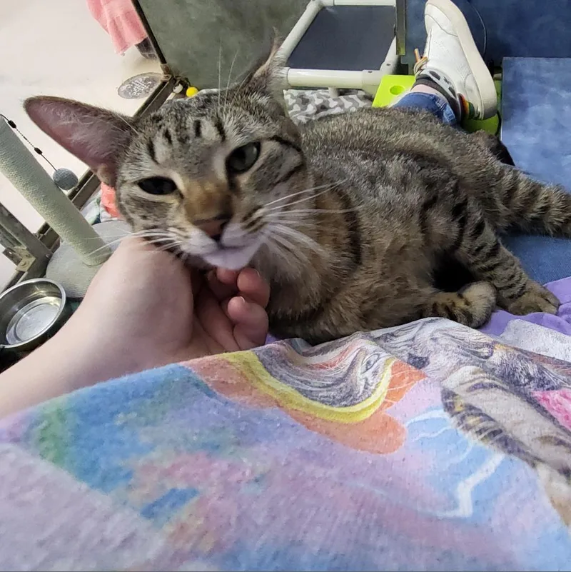 Peas N Carrots thumbnail 2