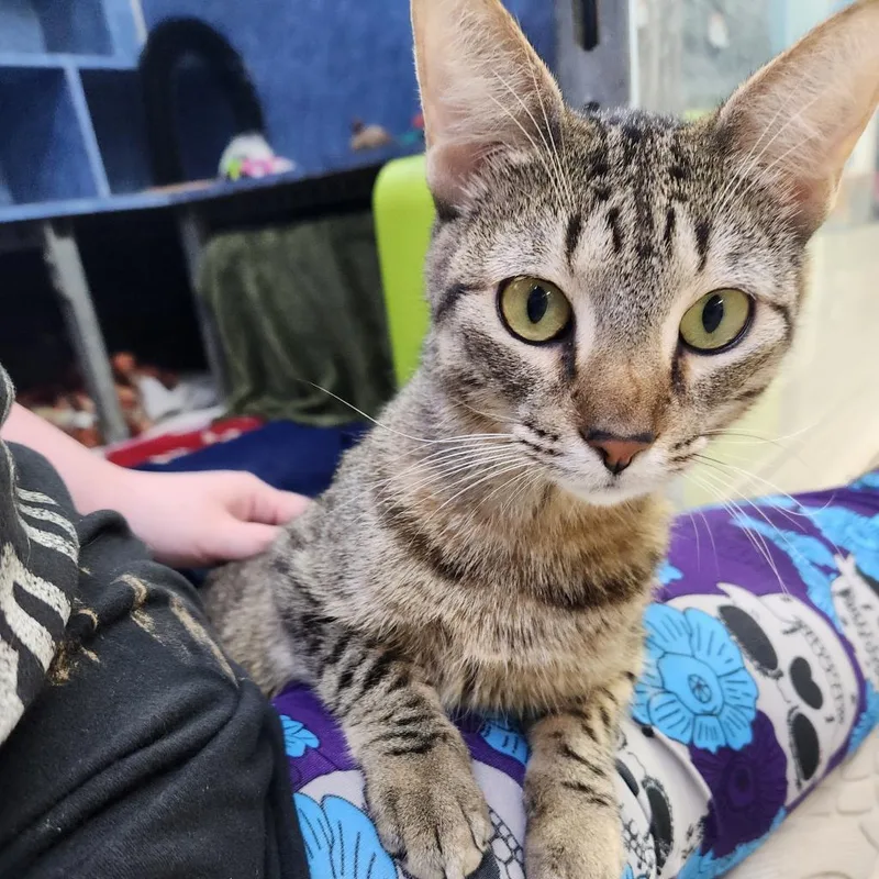 Peas N Carrots thumbnail 3