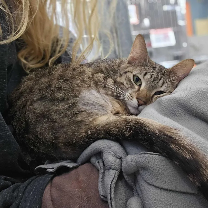 Peas N Carrots thumbnail 4