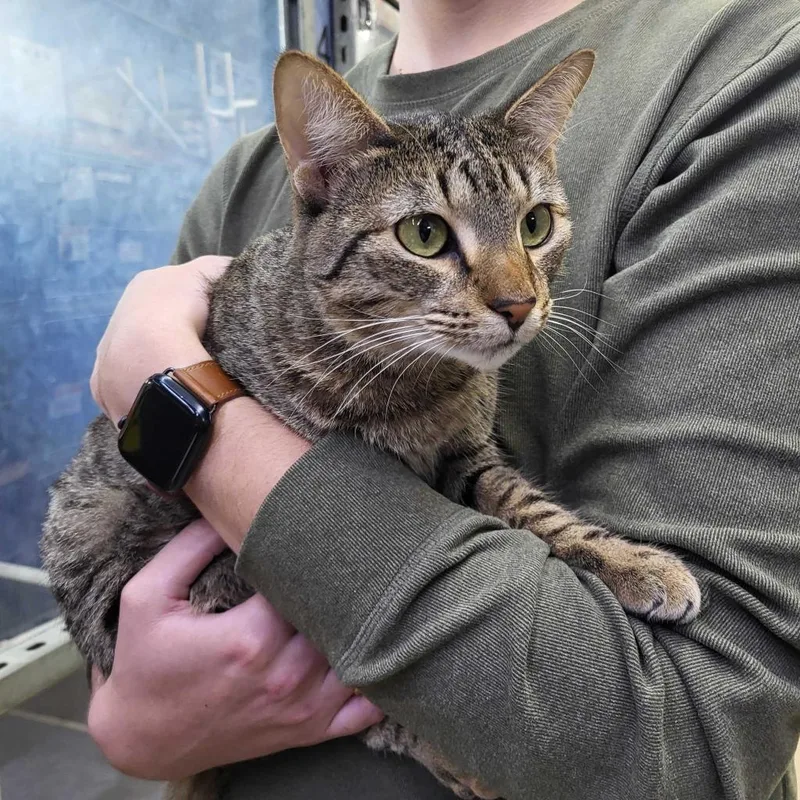 Peas N Carrots thumbnail 5