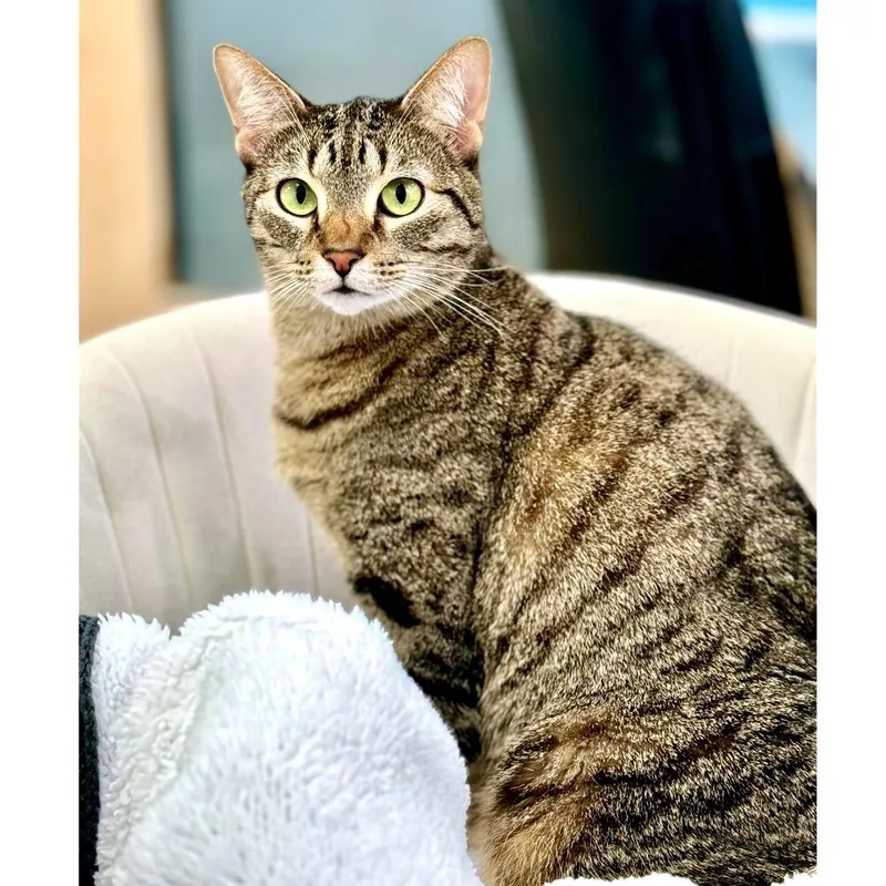 Peas N Carrots thumbnail 6