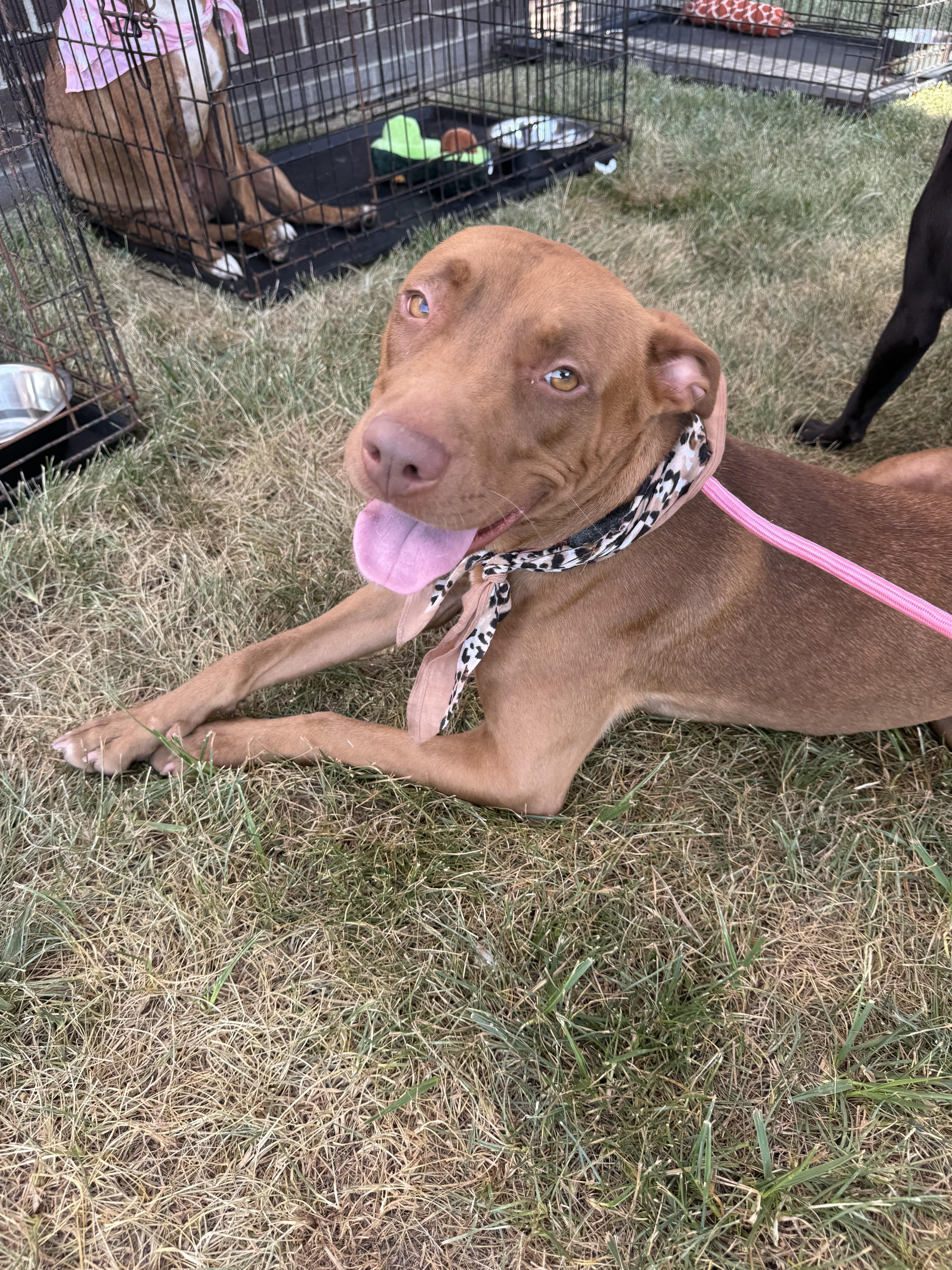 An adult medium-sized female Red / Chestnut / Orange Pit Bull Terrier dog named Anita for adoption in Portsmouth, OH