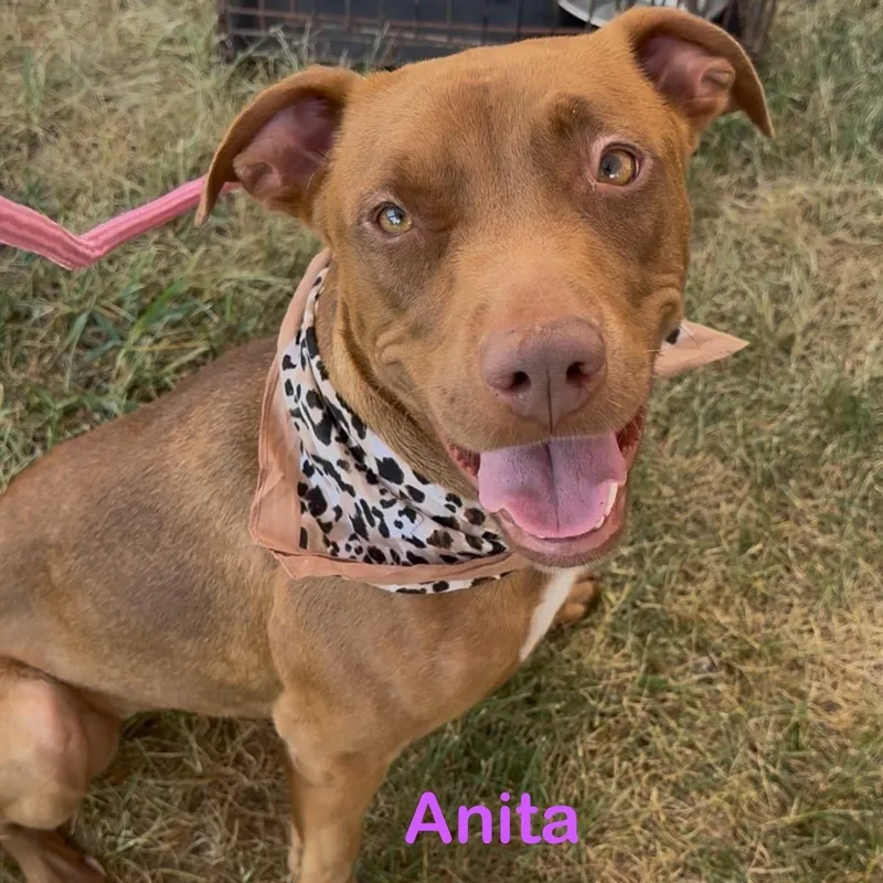Anita thumbnail 3