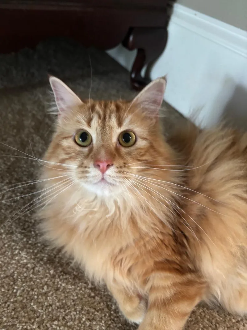 An adult medium-sized male Tabby (Orange / Red) Domestic Medium Hair cat named Cisco for adoption in Marietta, GA